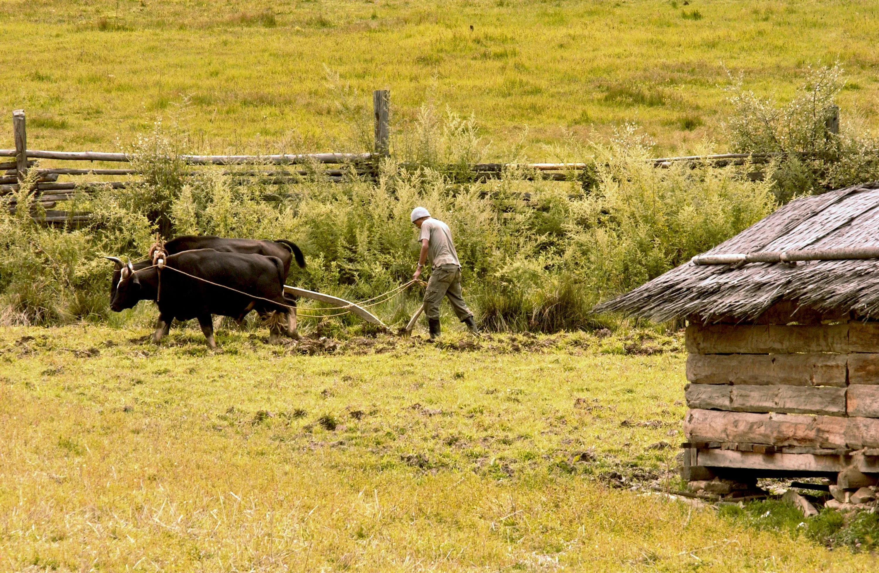 How to Travel to Bhutan from Costa Rica (2025): A Complete Guide to Visa, SDF, Flights, & Itineraries